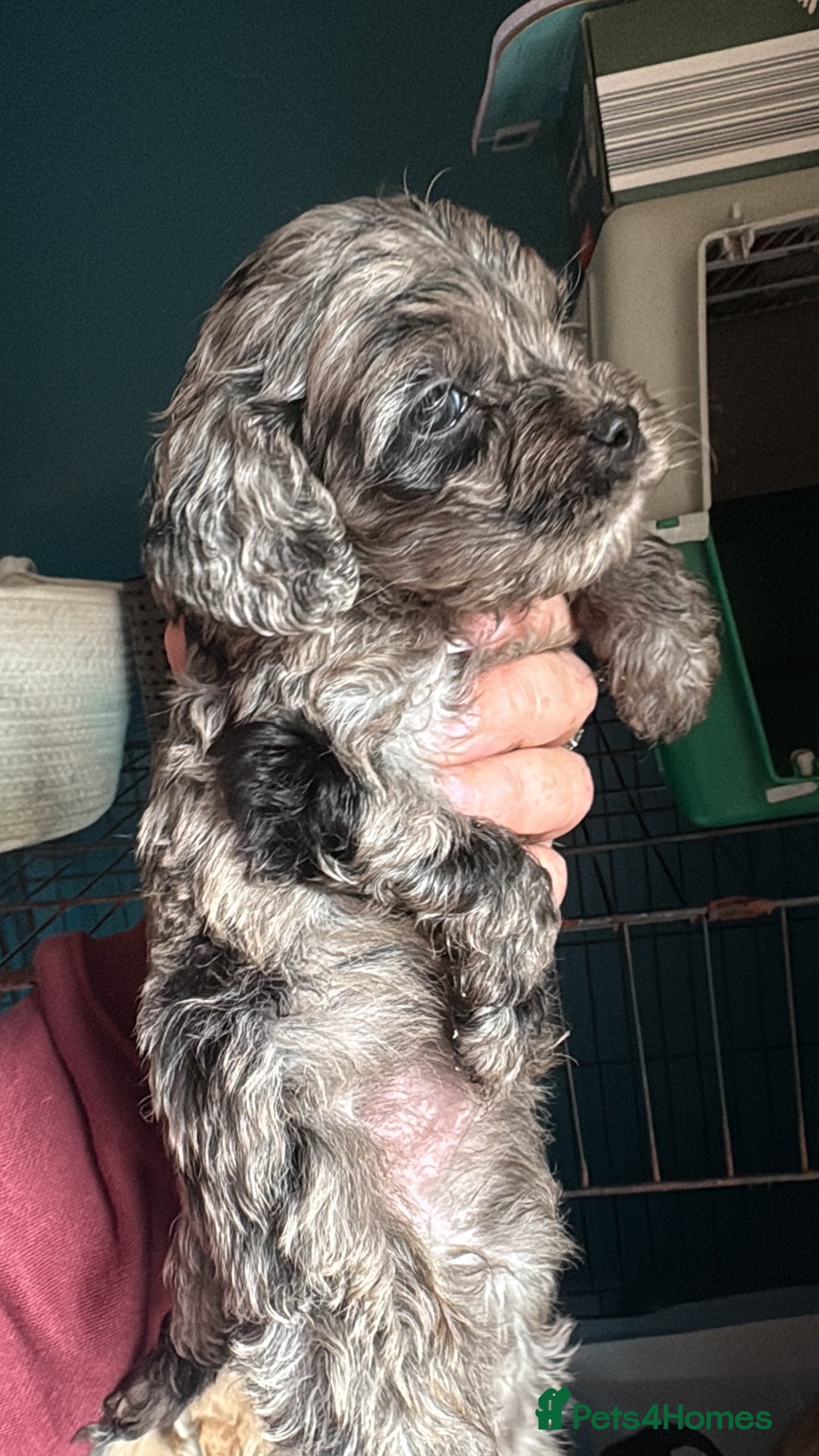 Cockapoo dogs for sale: Beautiful cockapoos - Advert 10