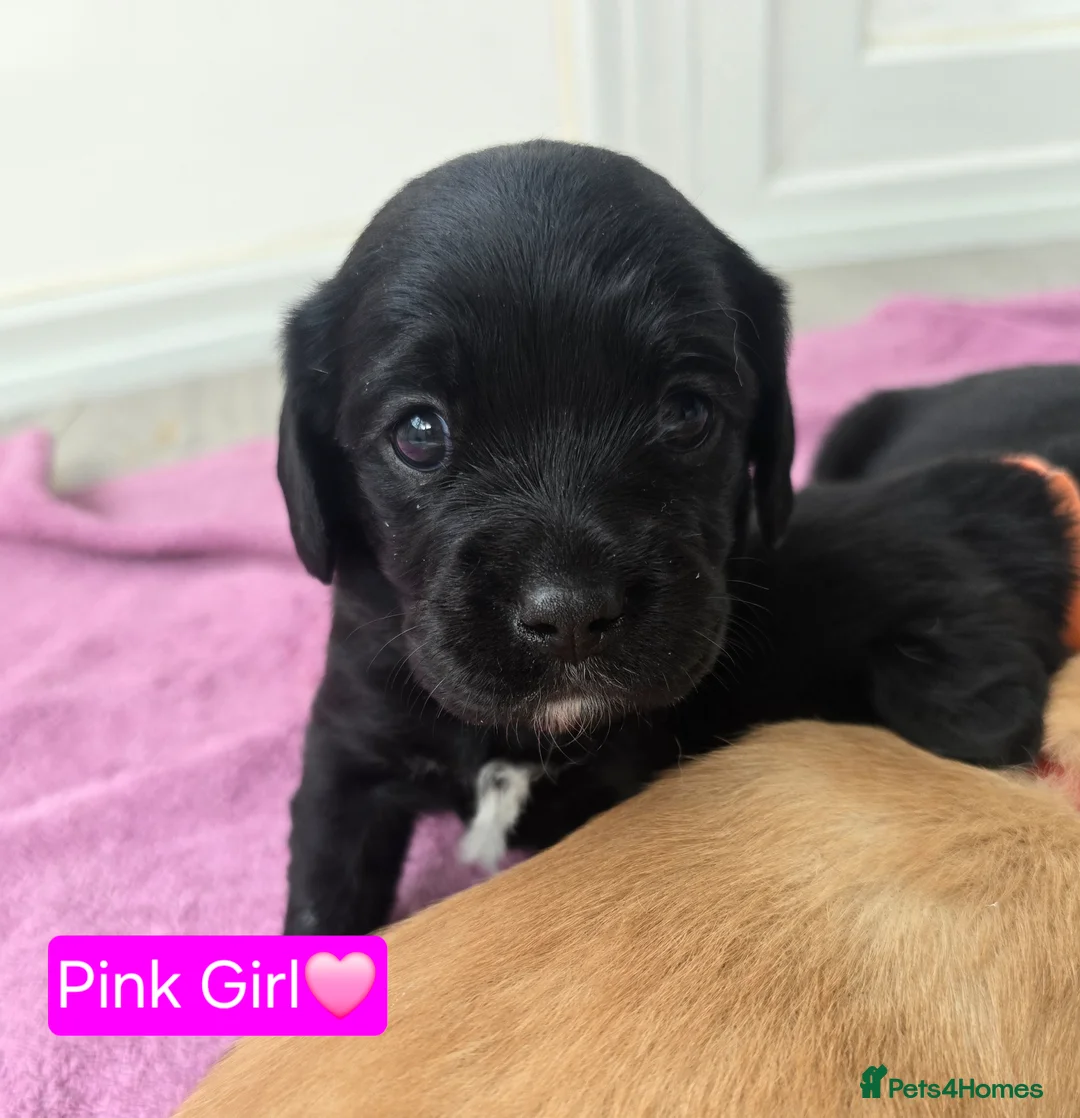 Mixed Breed dogs for sale: Beautiful F1 Cavadors. Rare breed!  - Advert 2