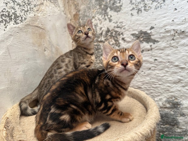 Bengal cats - Advert 1