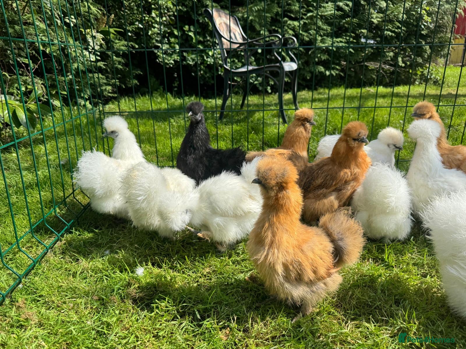 Chickens poultry for sale: Silkie hens - Advert 3