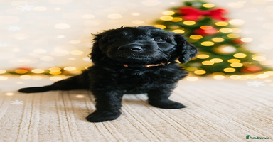 Goldendoodle dogs 1 Girl left Gorgeous Healthy Goldendoodle Puppie - Advert 2