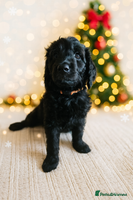 Goldendoodle dogs 1 Girl left Gorgeous Healthy Goldendoodle Puppie - Advert 2