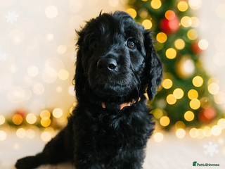 Goldendoodle dogs 1 Girl left Gorgeous Healthy Goldendoodle Puppie - Advert 5