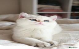 British Shorthair cats for sale: TICA British Shorthair Kittens Champion bloodline in Bedford - Image 8