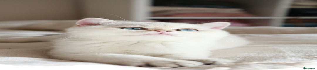 British Shorthair Kitten 