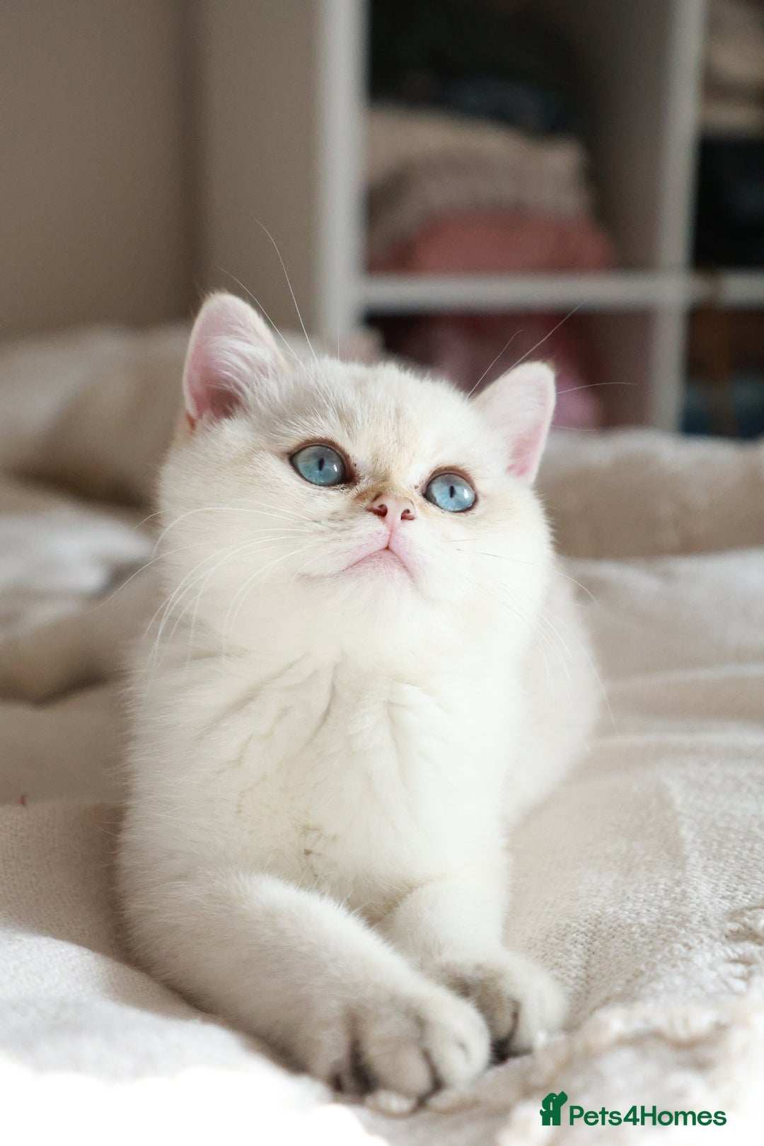 British Shorthair cats for sale: TICA British Shorthair Kittens Champion bloodline in Bedford - Image 8