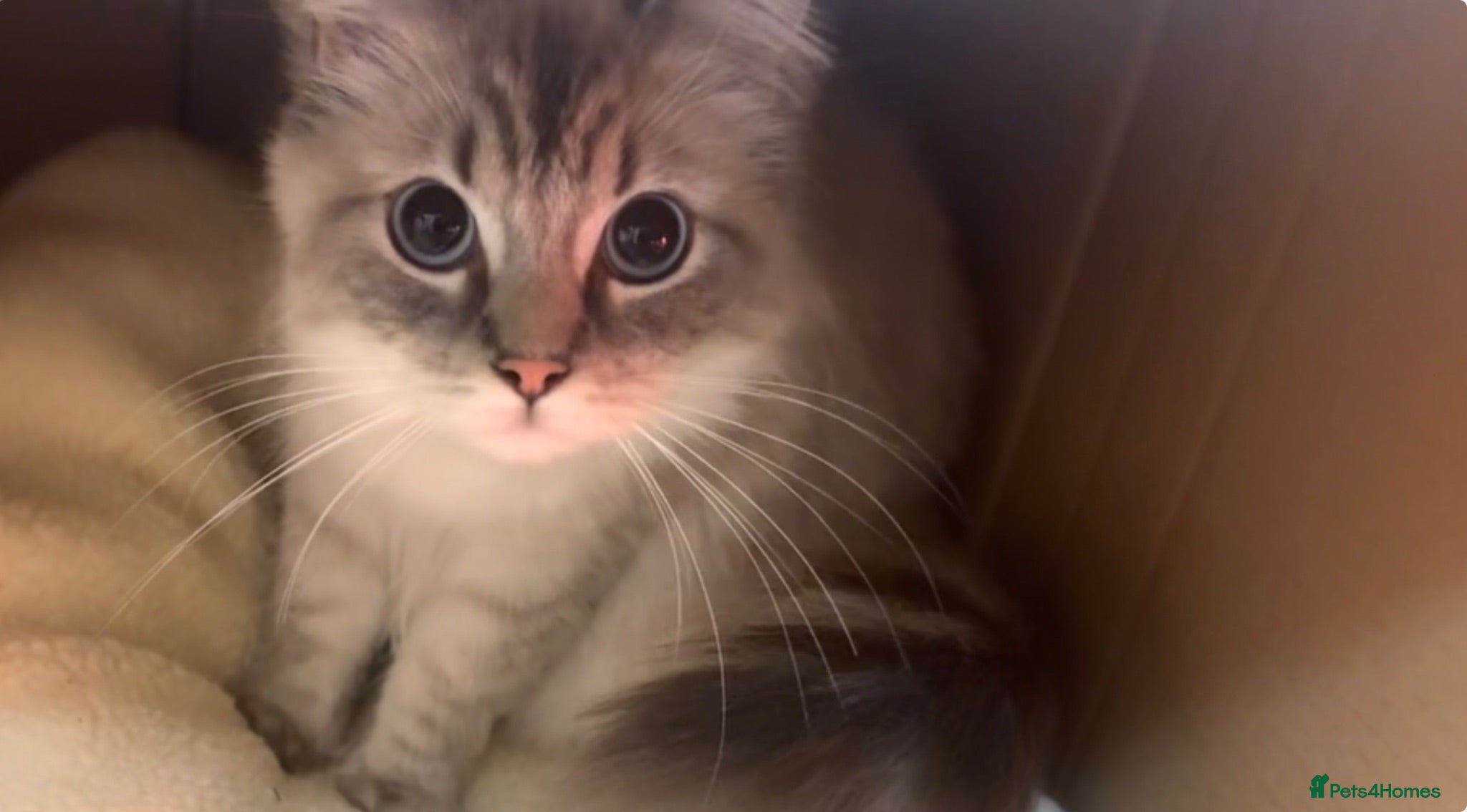Ragdoll cats for sale: Ragdoll kittens - Advert 1
