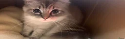 Ragdoll cats for sale: Ragdoll kittens - Advert 1