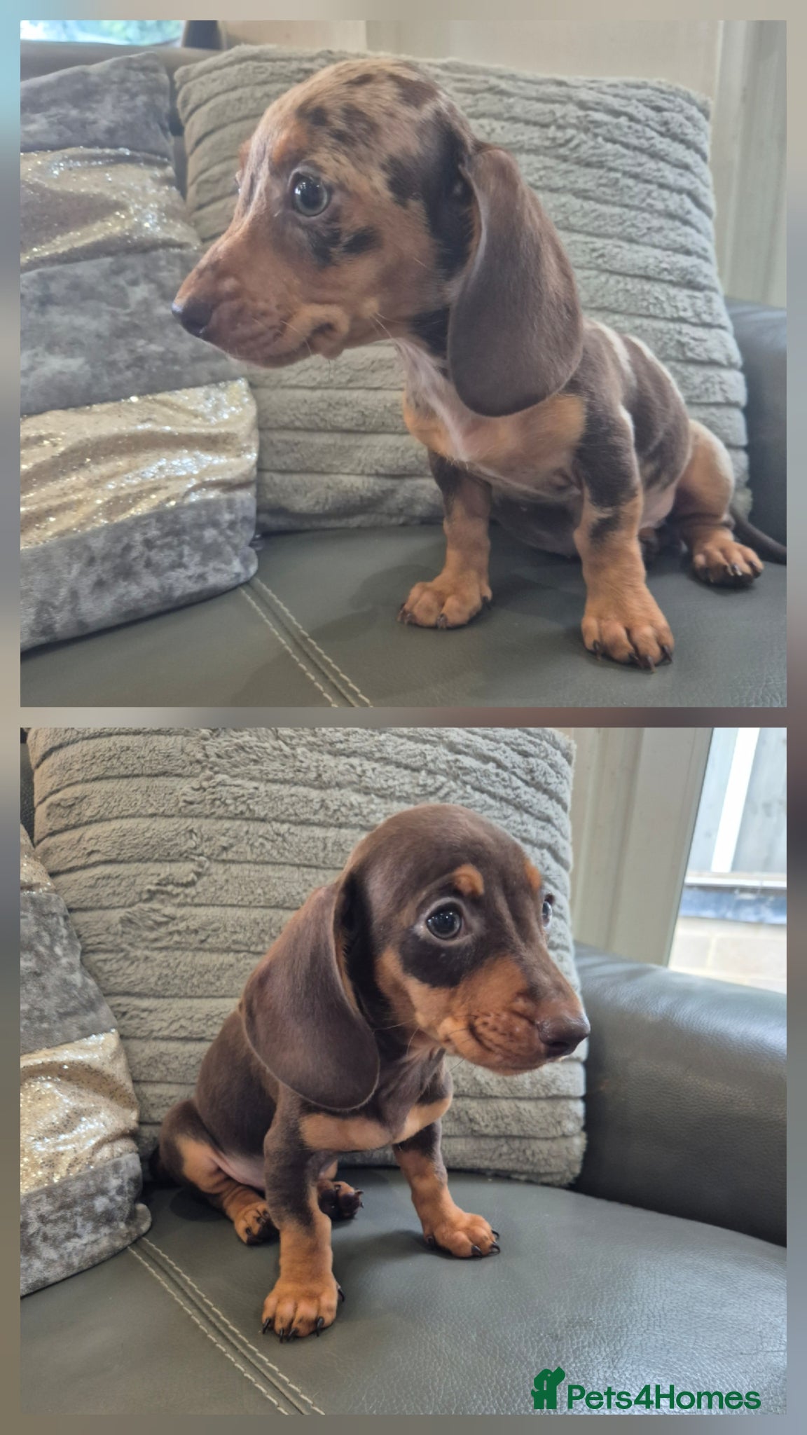 Miniature Dachshund dogs Last 2 KC Dachshunds  girls - Ready now - Advert 1