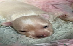 Chihuahua dogs for sale: Puppies chihuahuas 1 boy and 2 little princesses  - Image 8