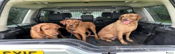 Labrador Retriever dogs for sale: Two stunning expepitional fox red  - Advert 4