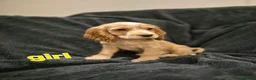 Cocker Spaniel dogs for sale: KC Health Clear Cocker Spaniels Puppies-Ready Now - Advert 4