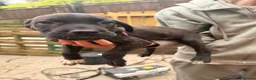 Cane Corso dogs for sale: Cane corso puppies  - Advert 17