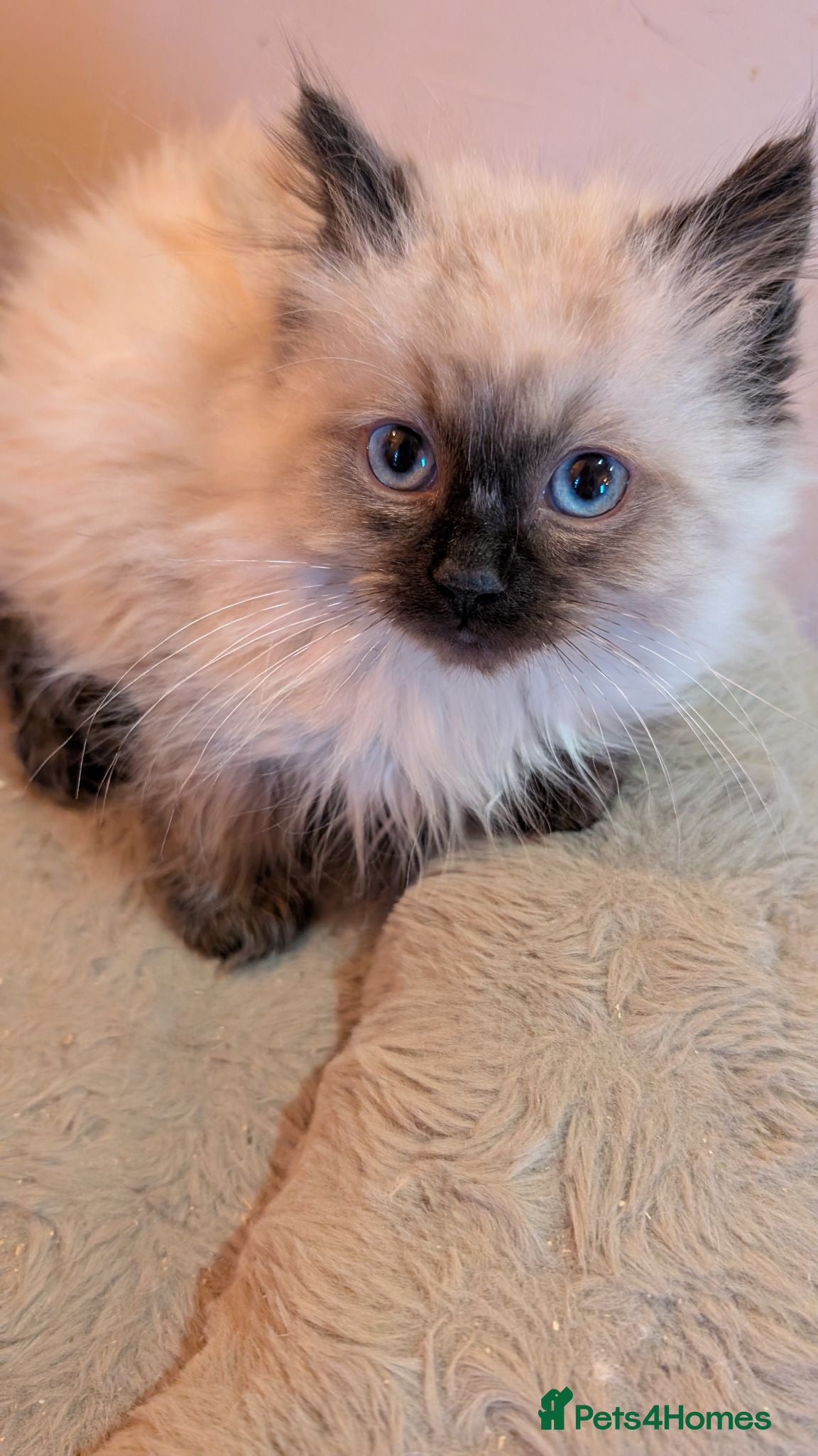 Ragdoll cats Ragdoll kittens - Advert 3