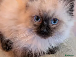 Ragdoll cats Ragdoll kittens - Advert 3