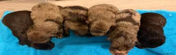 Cocker Spaniel dogs for sale: Cocker spaniel puppies  - Advert 7