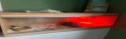Corn Snake reptiles for sale: Corn Snake Full Set UP  in Hartlepool - Advert 3