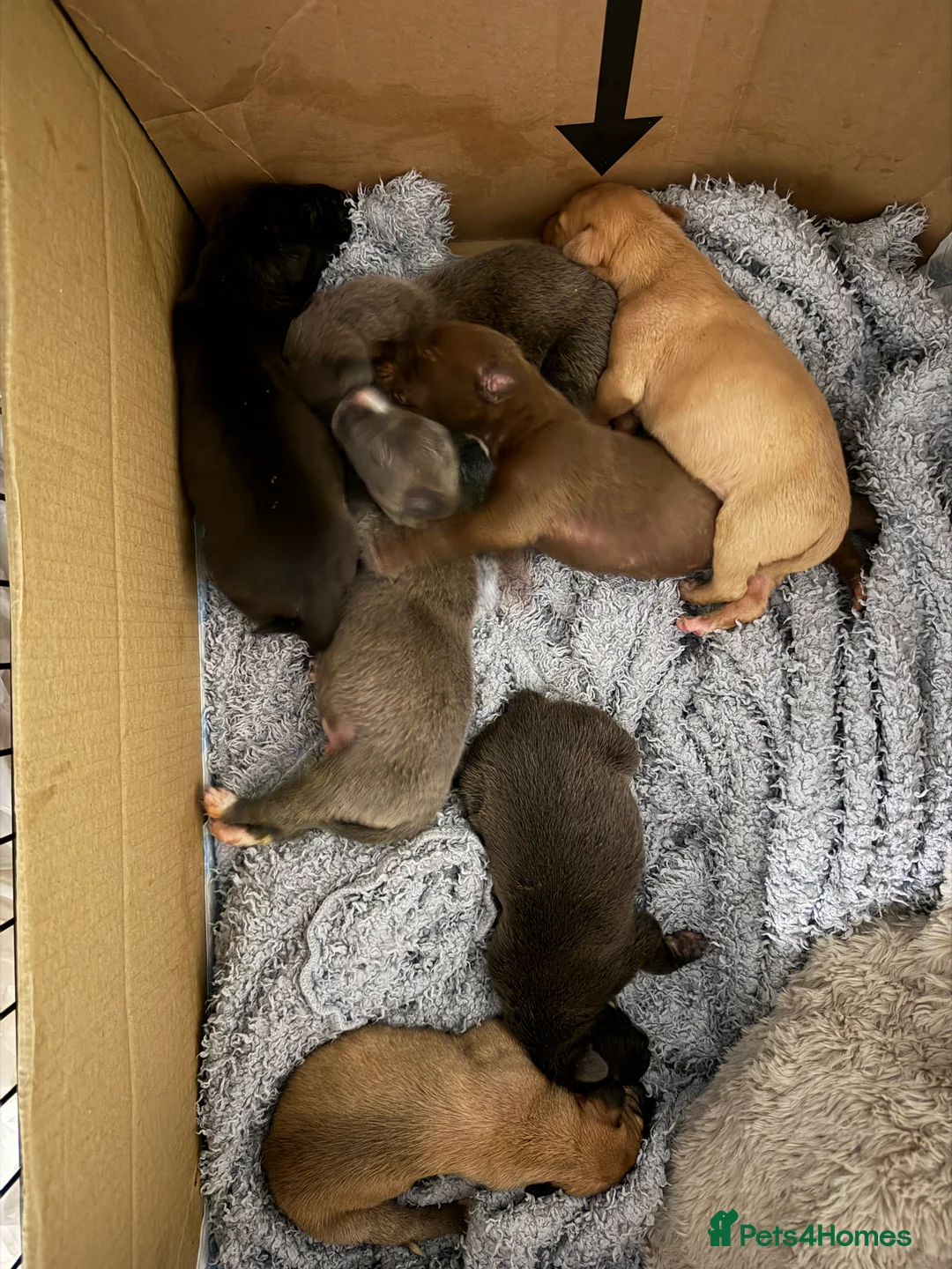 Mixed Breed dogs for sale: Bull Greyhounds (Lurchers) - Advert 1