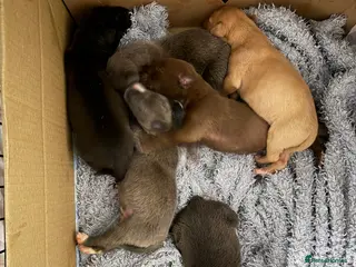 Mixed Breed dogs Bull Greyhounds (Lurchers) - Advert 6