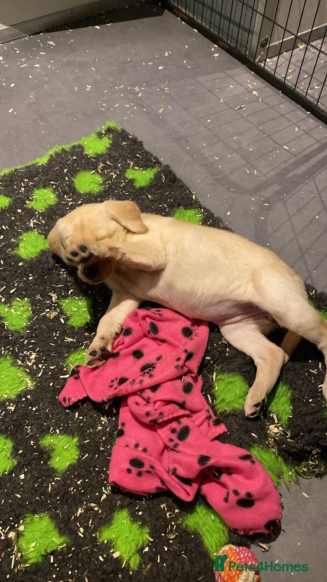 Labrador Retriever dogs for sale: Yellow and Labrador puppiea - Advert 8