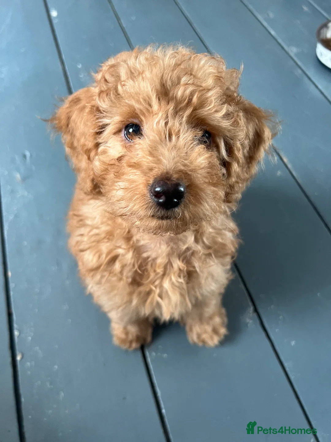 Mixed Breed dogs for sale: 3 Cockalierpoo puppies  in Whitchurch - Advert 19