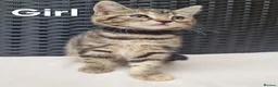 Mixed Breed cats for sale: Beautiful 3/4 Mainecoon cross BSH Kittens For Sale - Advert 12