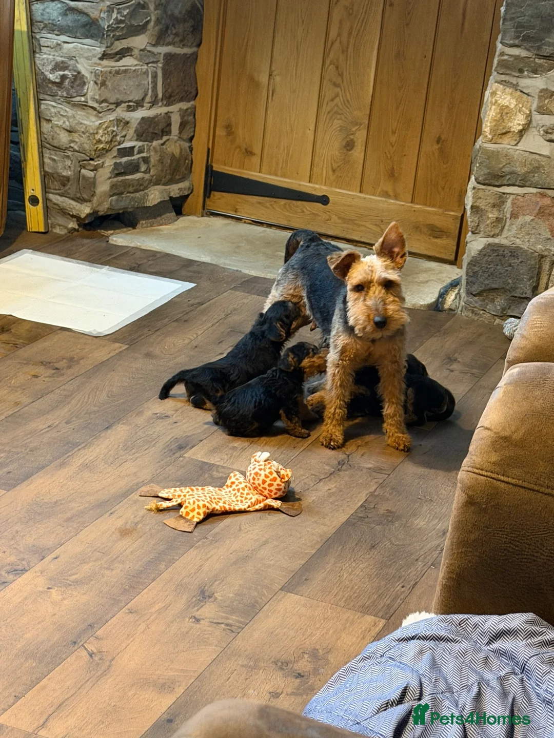 Welsh Terrier dogs for sale: Beautiful KC Registered Welsh Terrier Puppies  - Advert 22