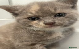 Turkish Angora cats for sale: Turkish angora mix kittens for sale  - Image 4