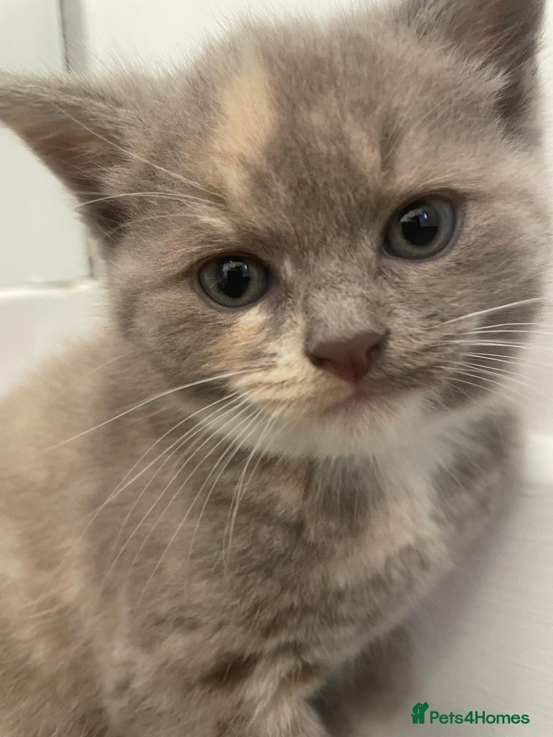 Turkish Angora cats for sale: Turkish angora mix kittens for sale  - Image 4