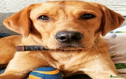 Labrador Retriever dogs for sale: Fox red Labrador  - Image 5