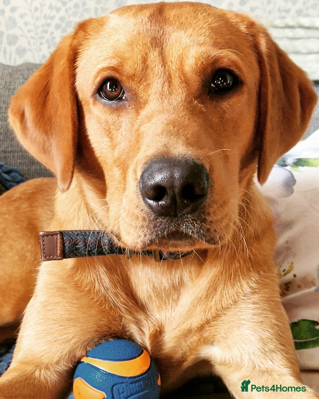 Labrador Retriever dogs for sale: Fox red Labrador  - Image 5
