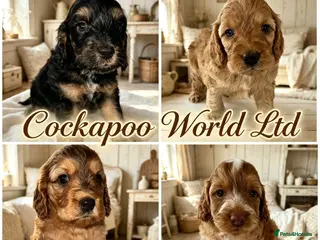 Cockapoo dogs DNA CLEAR,Stunning Cockapoos Ready 18th September - Advert 18