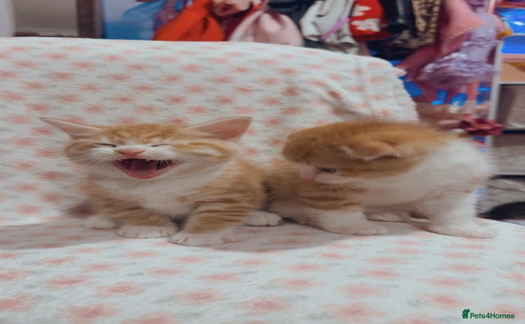 Scottish Fold cats - Advert 2