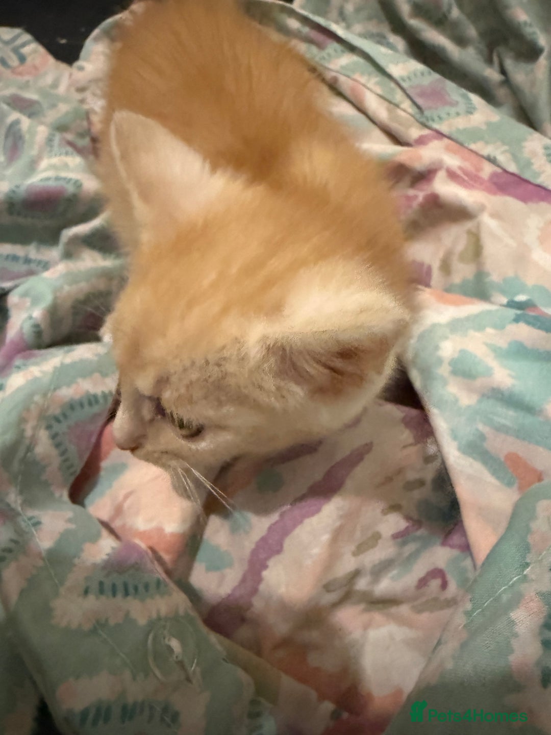 Mixed Breed cats for sale: 2 gorgeous kittens ready for new  **  home - Advert 5