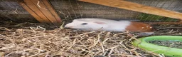 Guinea Pig rodents for sale: 3 female Guinea pigs for sale - Advert 6