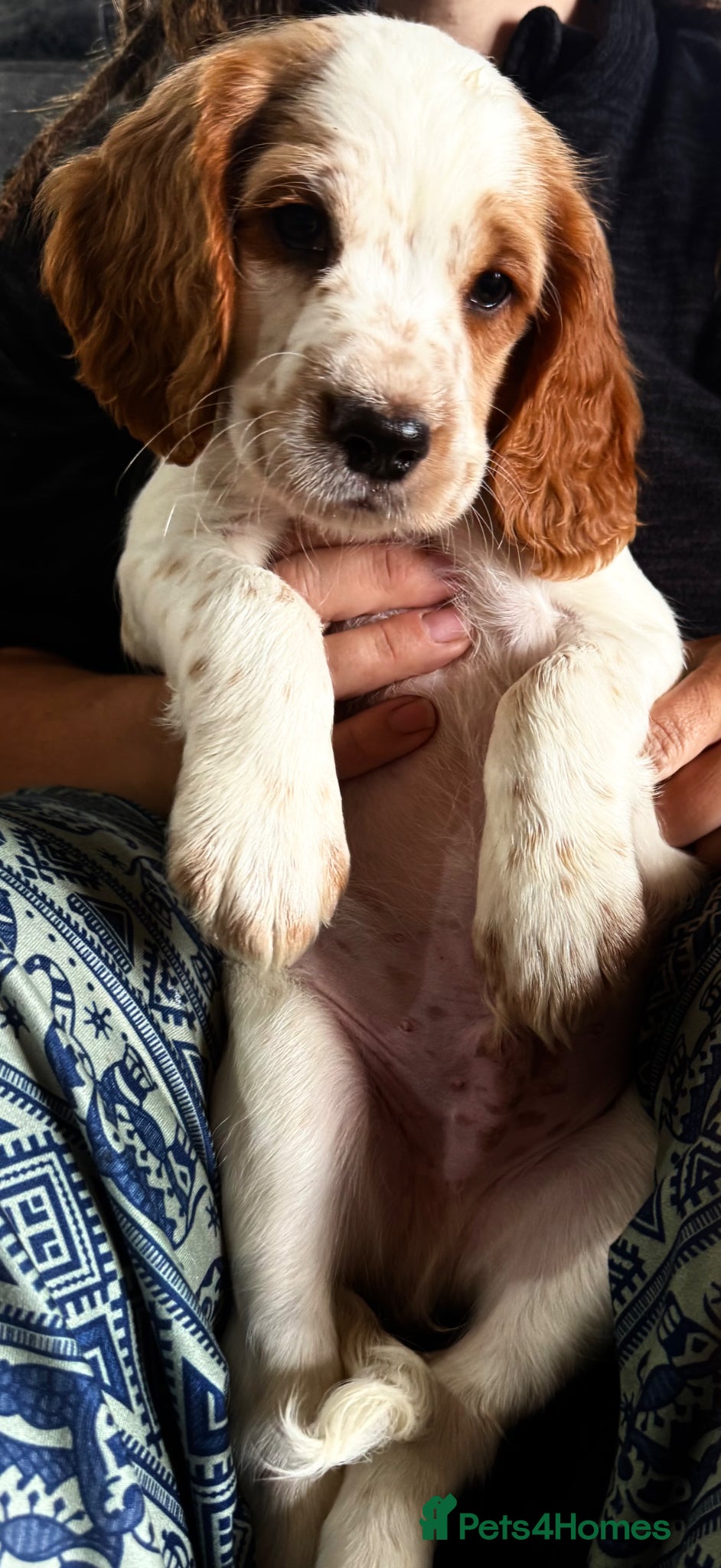 Cocker Spaniel dogs 2 boys Ready to leave working cocker spaniel  - Advert 3