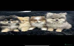 Pomeranian dogs for sale: Beautiful pom puppies -fully vaccinated  - Image 19