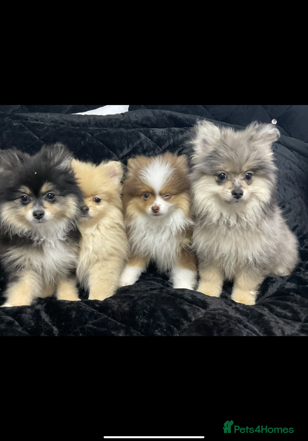 Pomeranian dogs for sale: Beautiful pom puppies -fully vaccinated  - Image 19