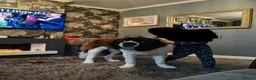 Saint Bernard dogs for sale: Saint Bernard male 2 years old  - Advert 3