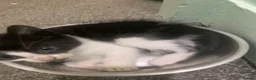 Domestic Shorthair cats for sale: 1 male kitten in Belfast - Advert 5