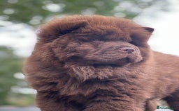 Chow Chow dogs for sale: Mr chow  - Image 7