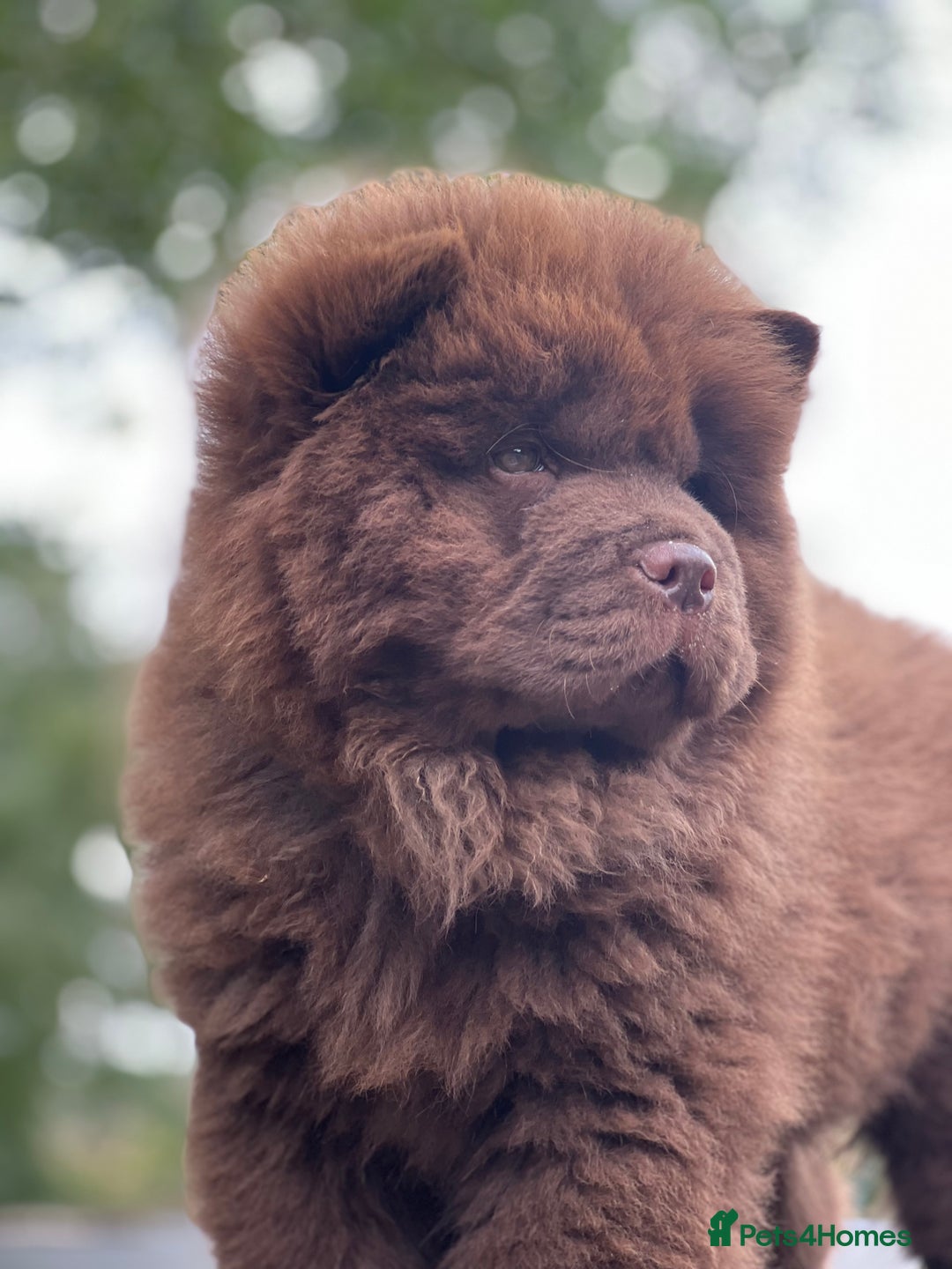 Chow Chow dogs for sale: Mr chow  - Image 7