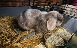 Mini Lop rabbits for sale: Mini lops looking for new homes  - Image 4