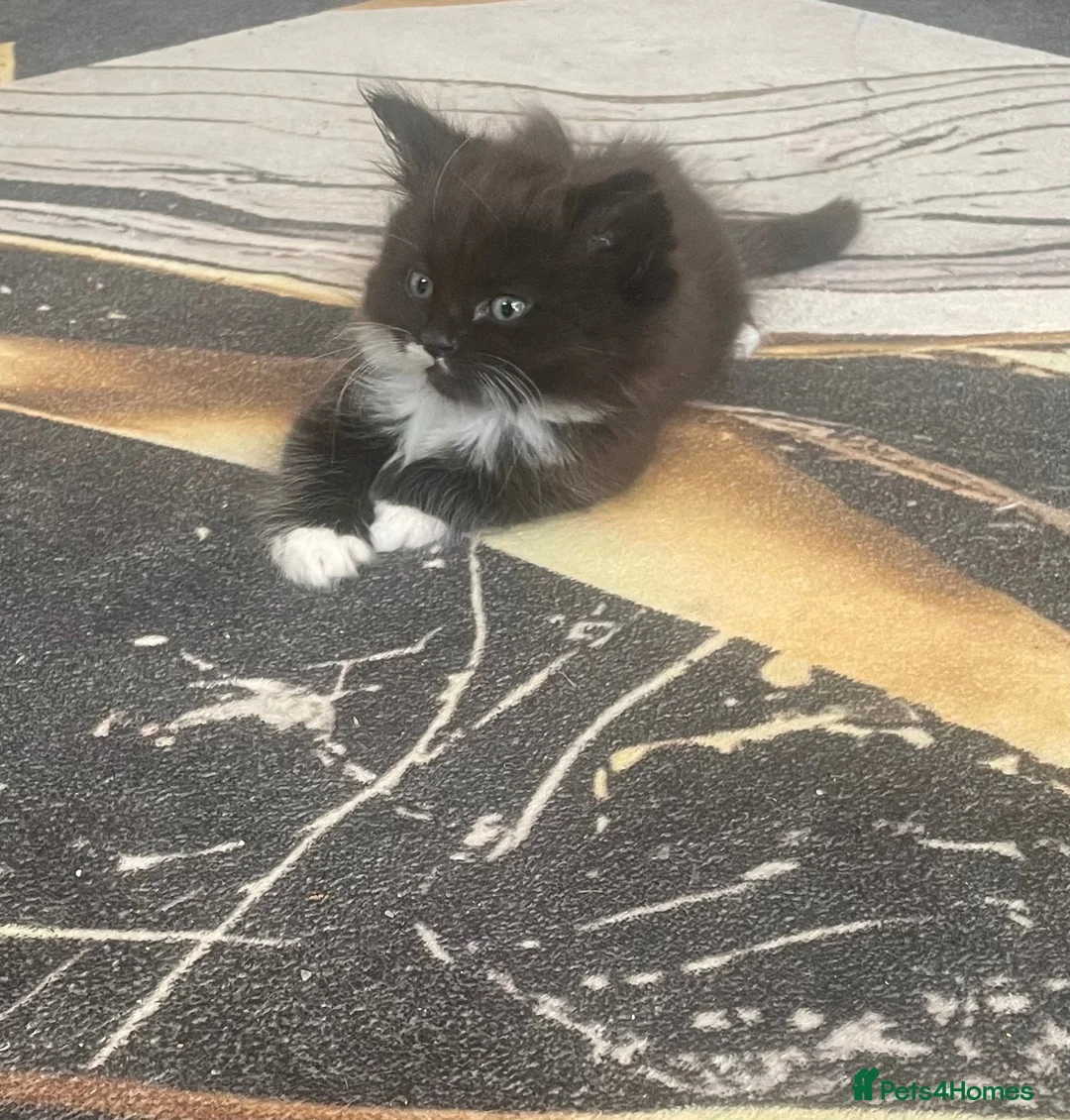 Mixed Breed cats for sale: 3 gorgeous fluffy kittens for sale - Advert 2