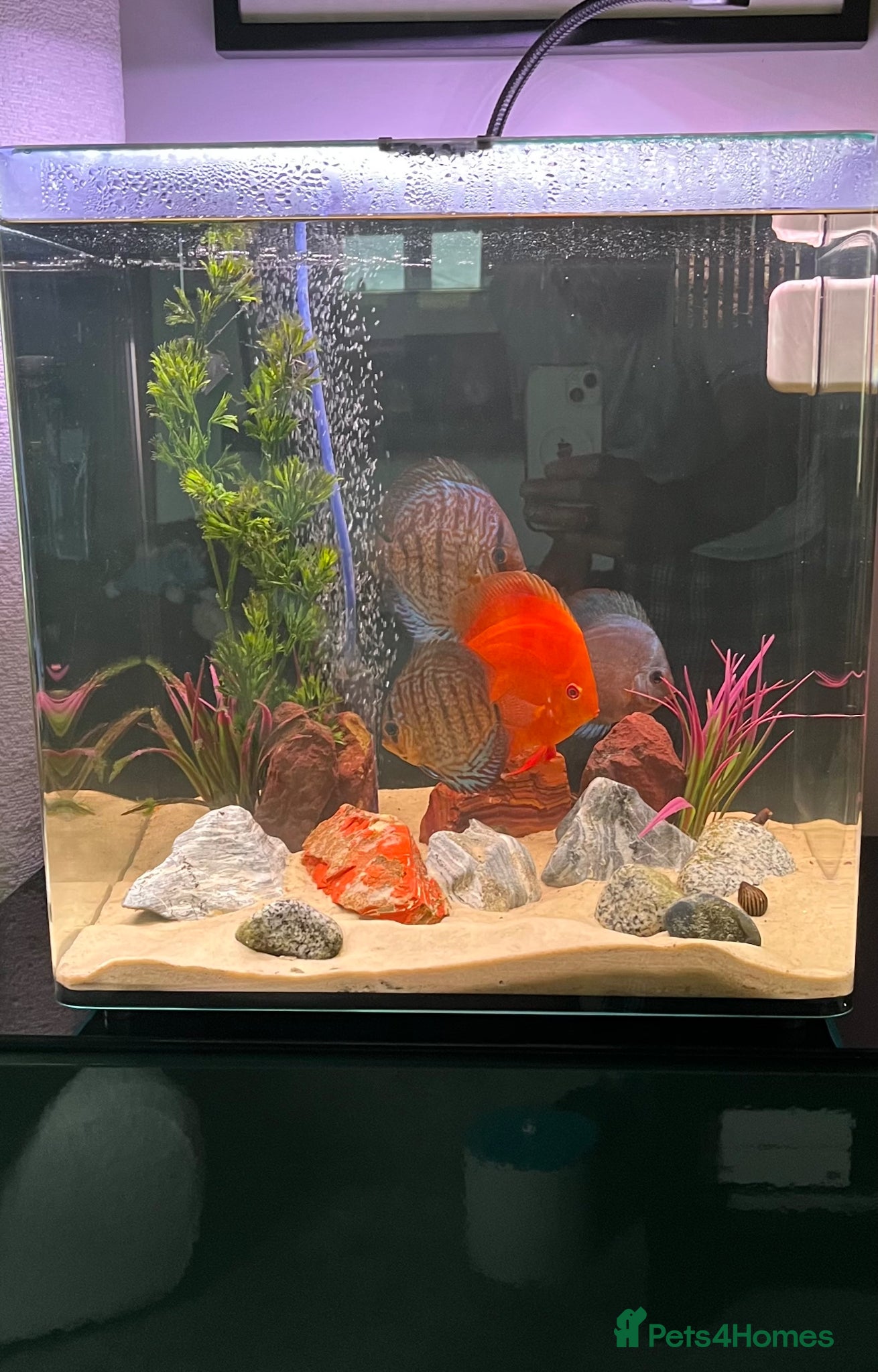 Discus fish Discus x2 - Advert 2