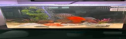 Discus fish for sale: Discus x2 - Advert 1