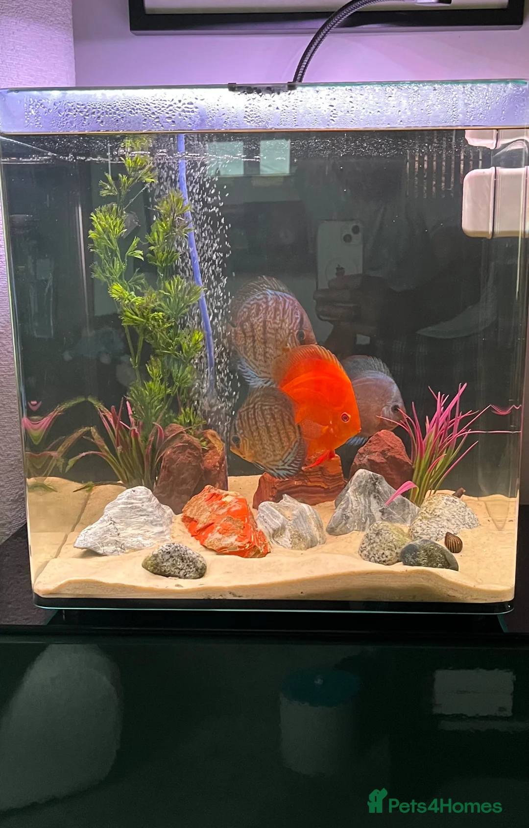 Discus fish for sale: Discus x2 - Advert 1