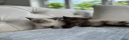 Ragdoll cats for sale: 4 ragdoll x british shorthair kittens  - Advert 7