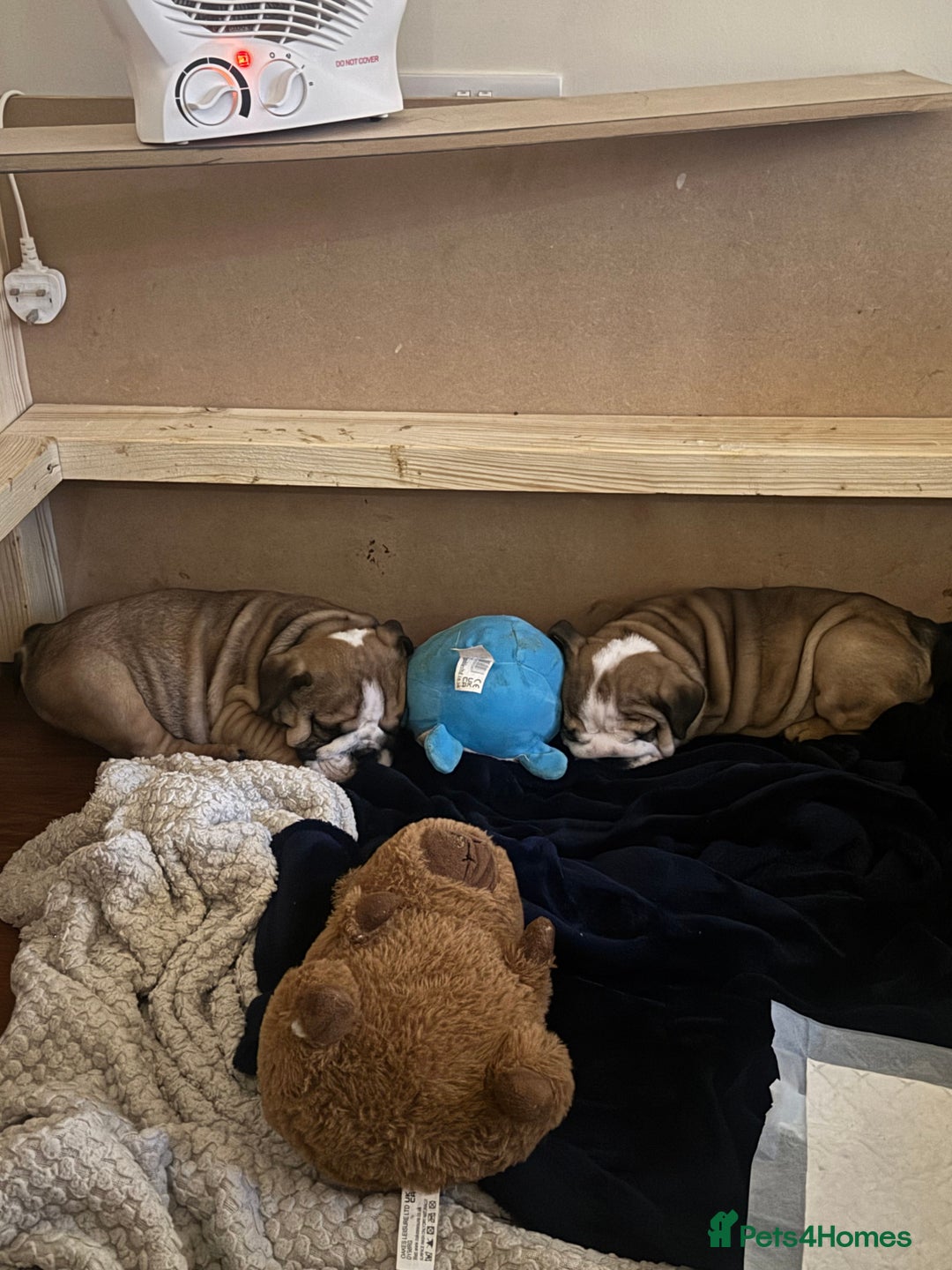 English Bulldog dogs for sale: English Bulldog Puppies🩵🩷 - Advert 12