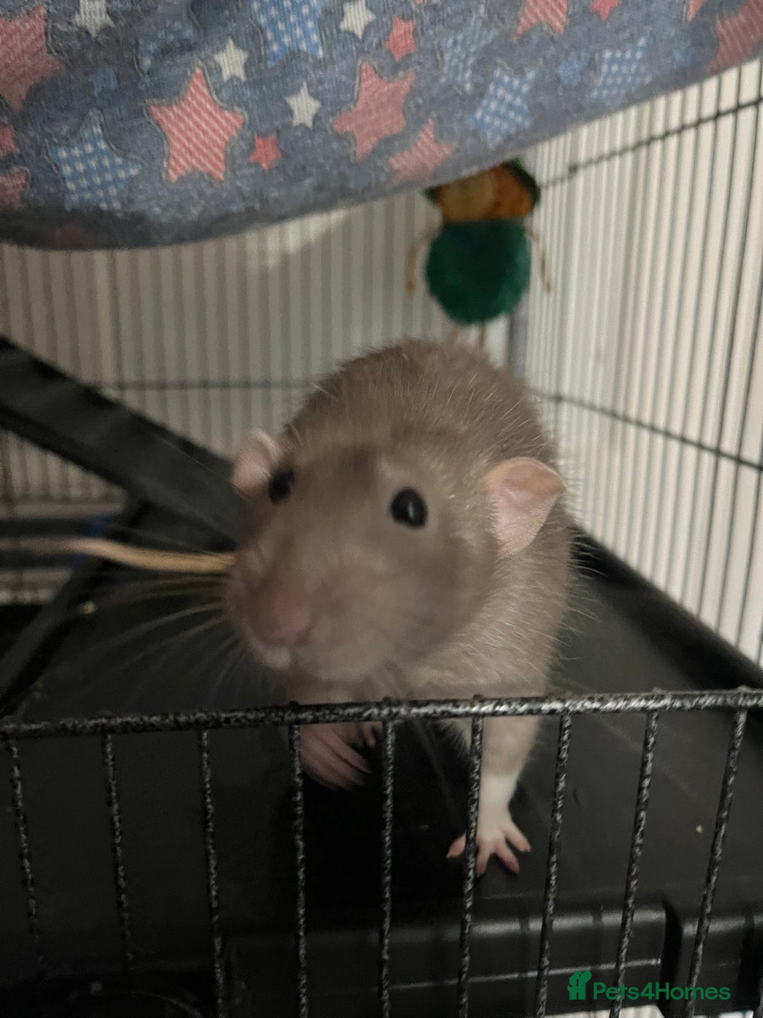 Rat rodents for sale: 2 male rats + cage and accessories  - Image 10